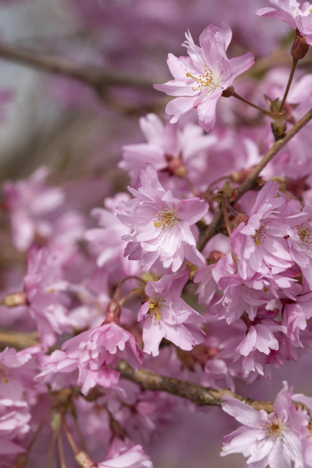 Prunus subhirtella 'Autumnalis' mit Blüte, erhältlich von 60-100 bis 450-650 cm ;;ab 16,60 Euro