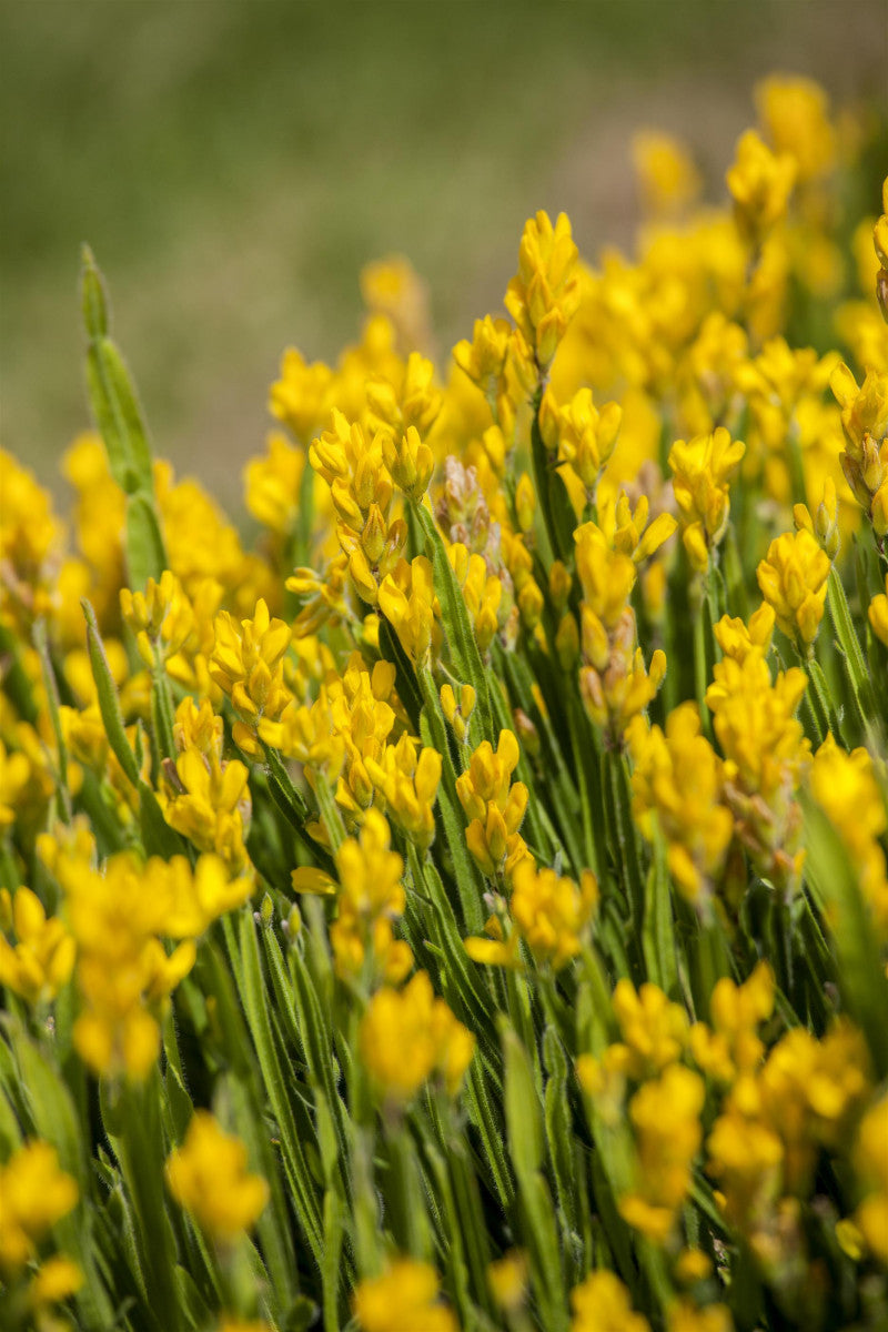 Genista sagittalis mit Blüte, erhältlich von 15-20 bis 30-40 cm ;;ab 11,40 Euro