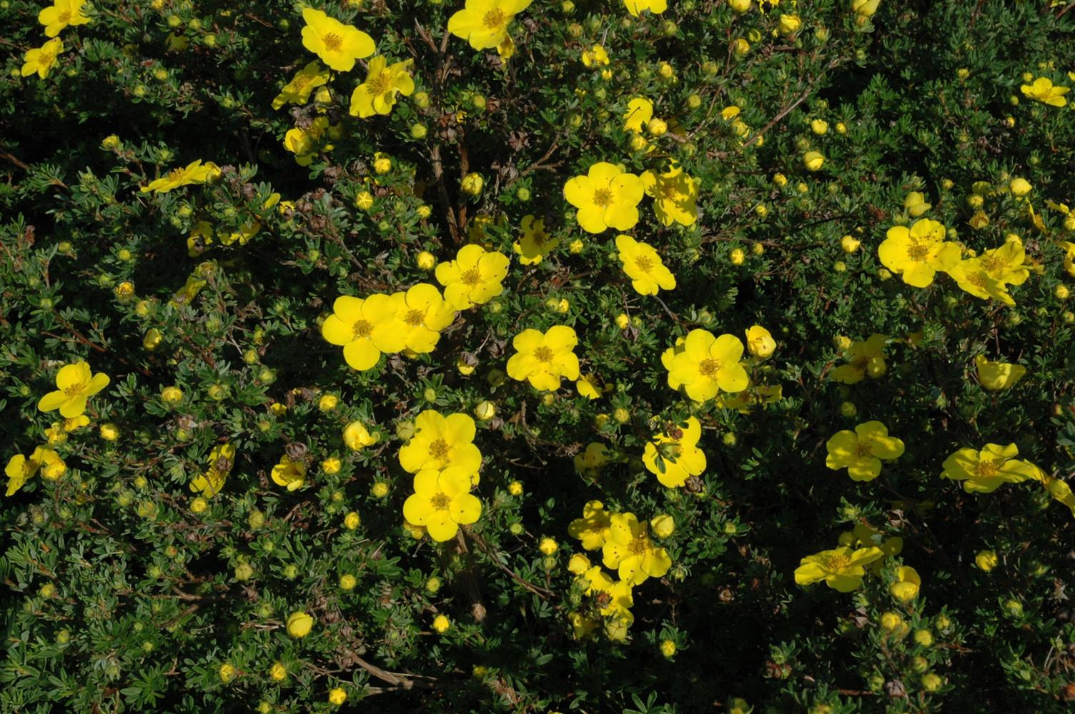 Potentilla fruticosa 'Jackman' (Fingerstrauch 'Jackman')