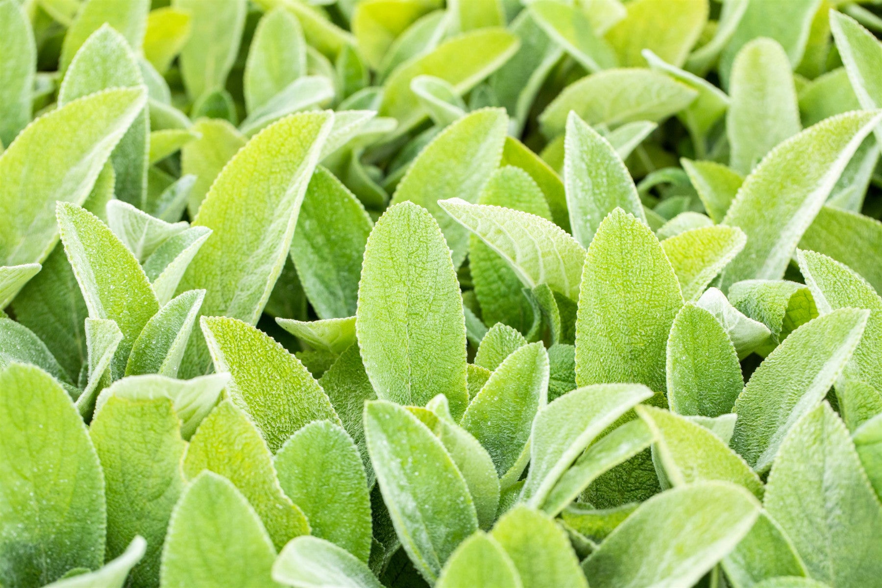 Stachys byzantina 'Big Ears' (Garten-Woll-Ziest)