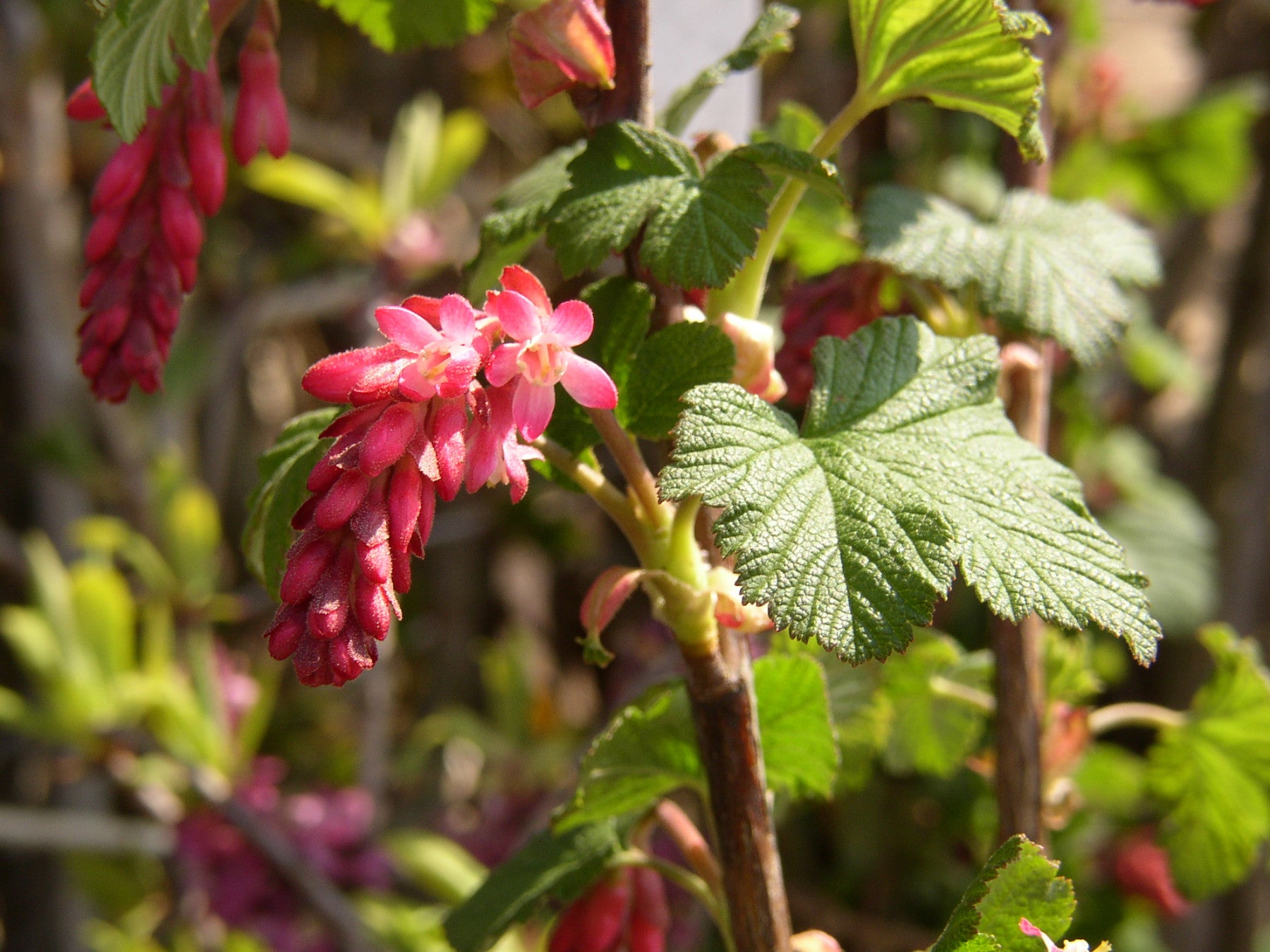 Ribes sanguineum 'King Edward VII' (Blut-Zierjohannisbeere 'King Edward VII')