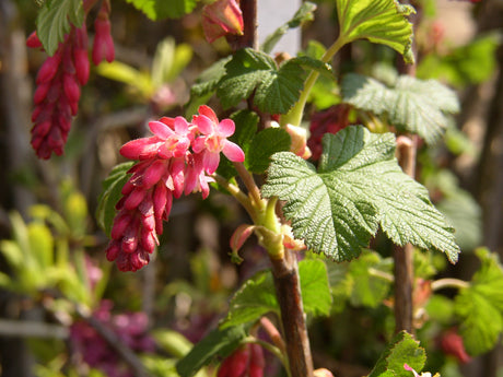 Ribes sanguineum 'King Edward VII' mit Blüte, erhältlich von 40-60 bis 200-250 cm ;;ab 5,25 Euro