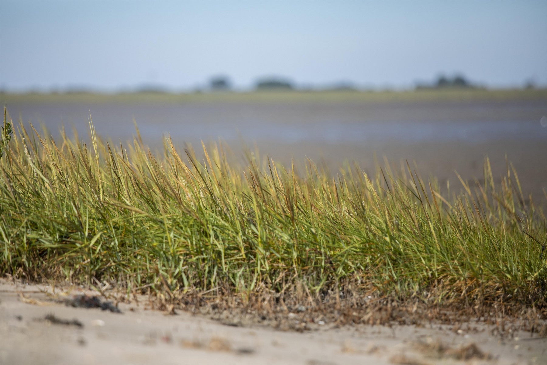 Ammophila arenaria (Gewöhnlicher Strandhafer)