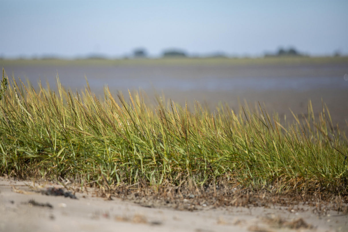 Ammophila arenaria ;;ab 3,70 Euro