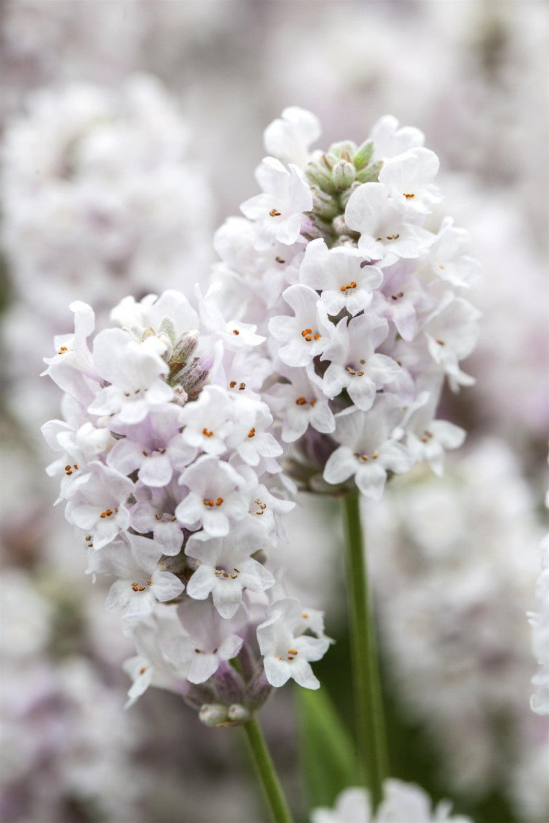 Lavandula angustifolia 'Alba' mit Blüte ;;ab 4,30 Euro