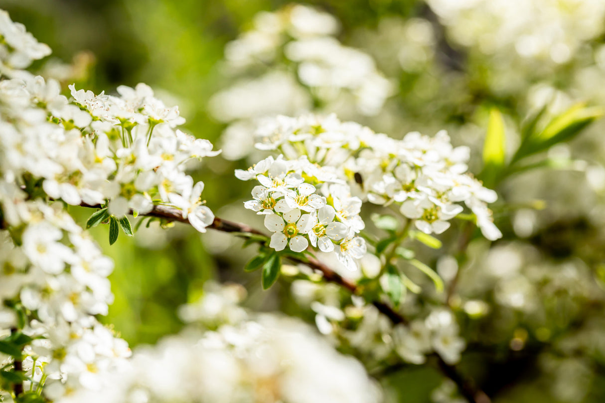 Spiraea cinerea 'Grefsheim' mit Blüte, erhältlich als: Solitär, verschulte Sträucher ; Einsatz: Solitärgehölz ; Pluspunkt: robust;;günstig mit Qualität