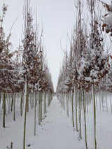 Säulen-Eiche mit Winterlaub, erhältlich als: Hochstamm, Alleebaum ; Einsatz: freie Landschaft ; Pluspunkt: kompakt;;günstig mit Qualität