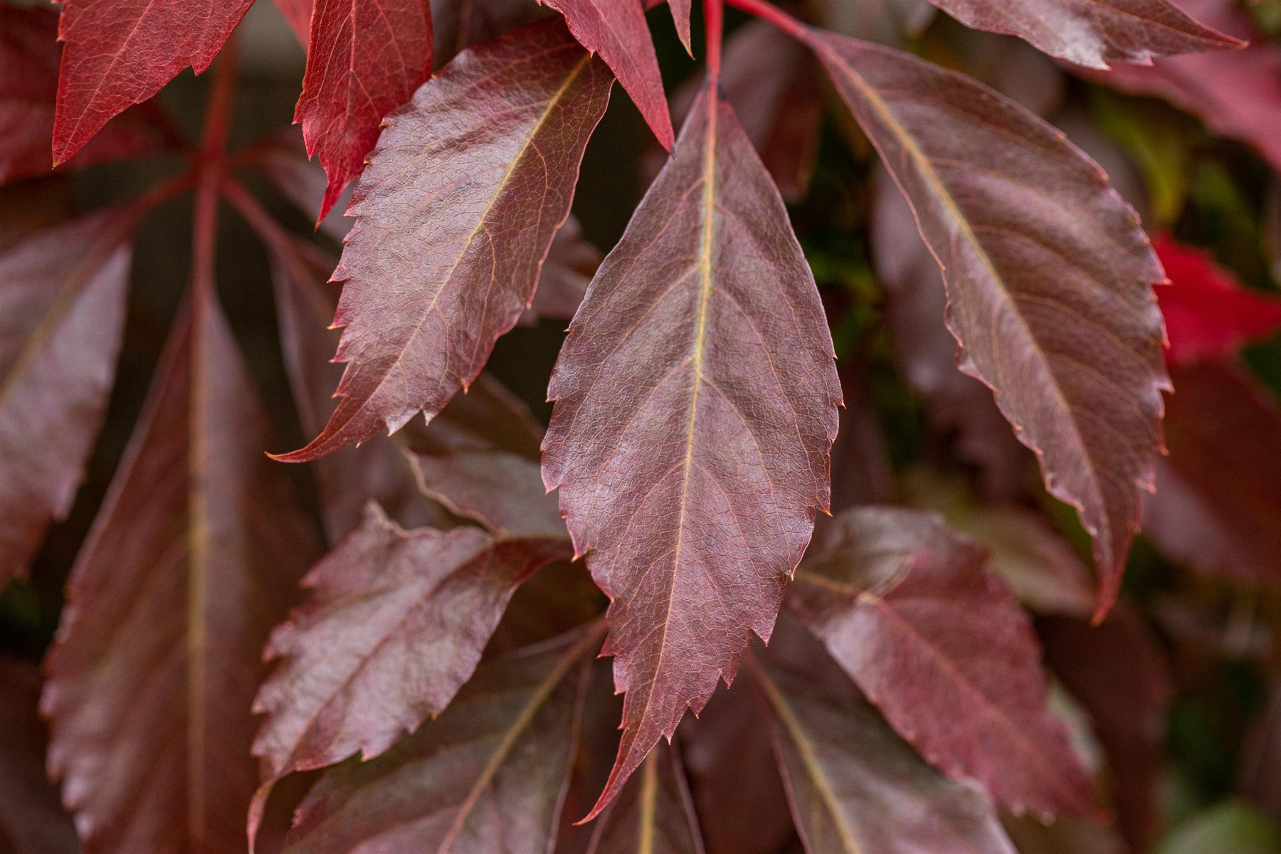 Parthenocissus quinquefolia 'Engelmannii' (Mauerwein 'Engelmannii')