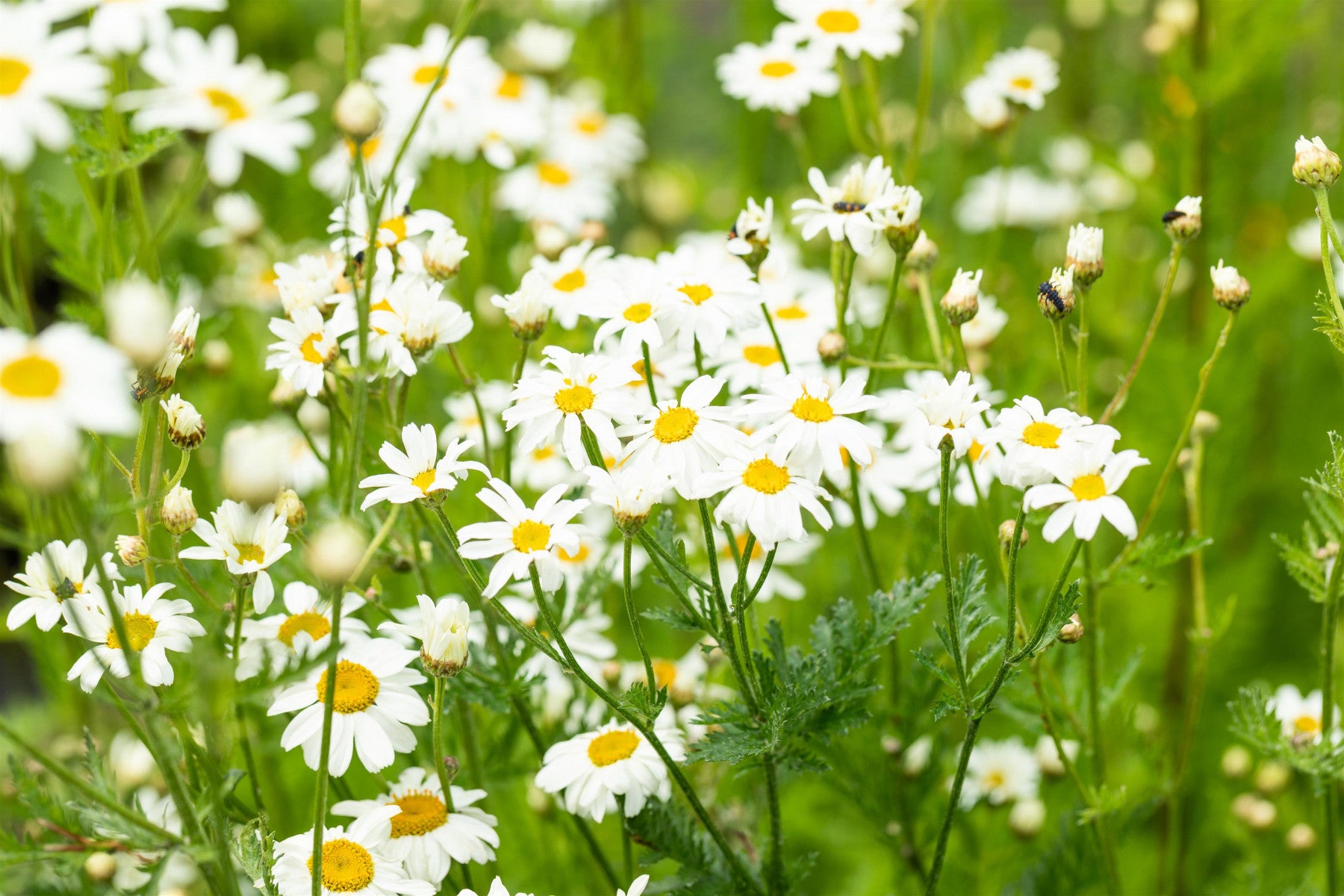 Tanacetum corymbosum (Strauß-Margerite)