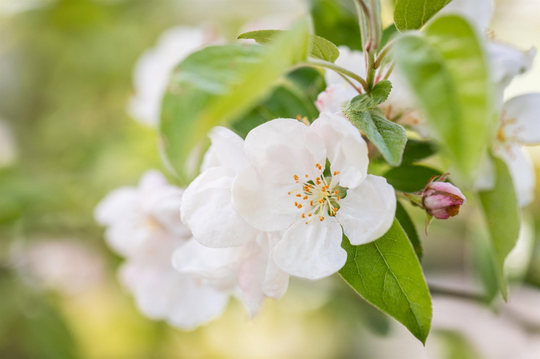 Malus 'David' (Zierapfel 'David')