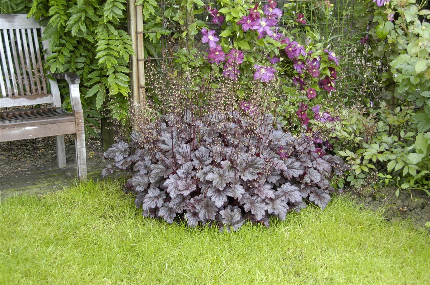 Heuchera micrantha 'Palace Purple', gen. (Garten-Silberglöckchen)