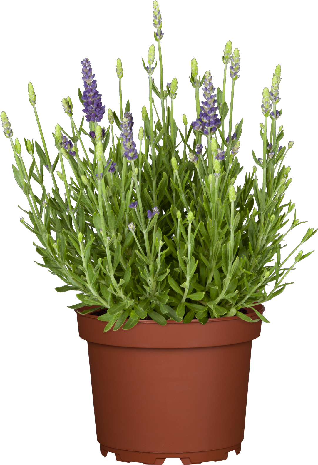 Lavandula angustifolia 'Dwarf Blue' (Zwergiger Garten-Lavendel)