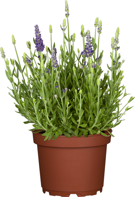 Lavandula angustifolia 'Dwarf Blue' im Topf ;;ab 3,70 Euro