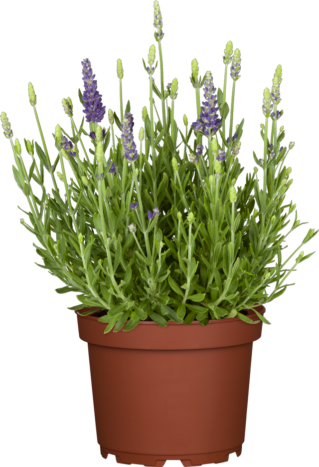 Lavandula angustifolia 'Dwarf Blue' im Topf ;;ab 3,70 Euro