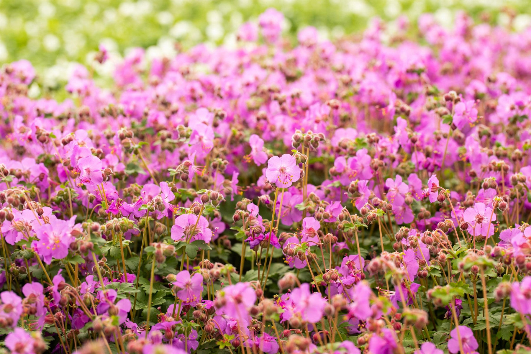 Geranium macrorrhizum 'Bevan' (Garten-Storchschnabel)