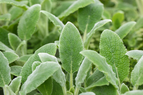 Stachys byzantina 'Silver Carpet' ;;ab 3,15 Euro