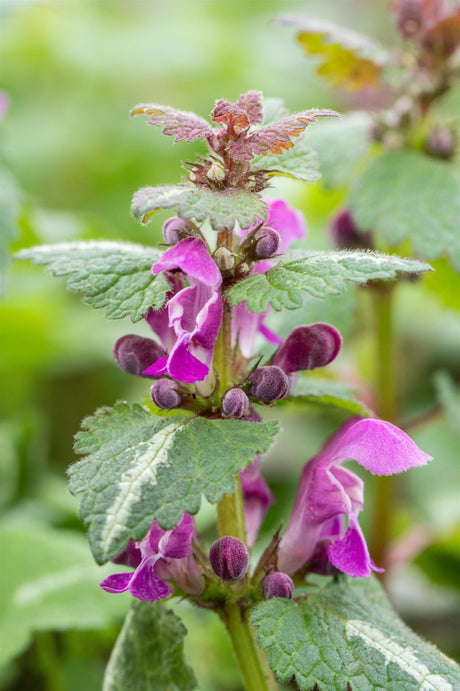 Lamium maculatum 'Chequers' mit Blüte ;;ab 3,35 Euro