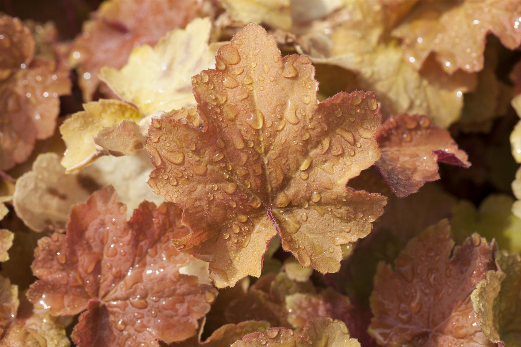 Heuchera sanguinea 'White Cloud' (Garten-Purpurglöckchen)