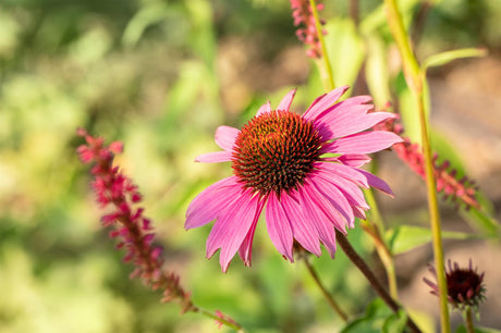 Echinacea purpurea 'Magnus' mit Blüte ;;ab 3,50 Euro