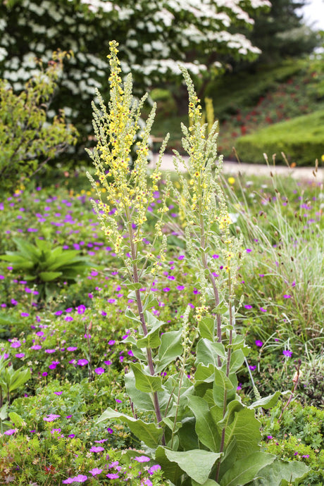 Verbascum olympicum als Pflanze im Beet ;;ab 4,80 Euro