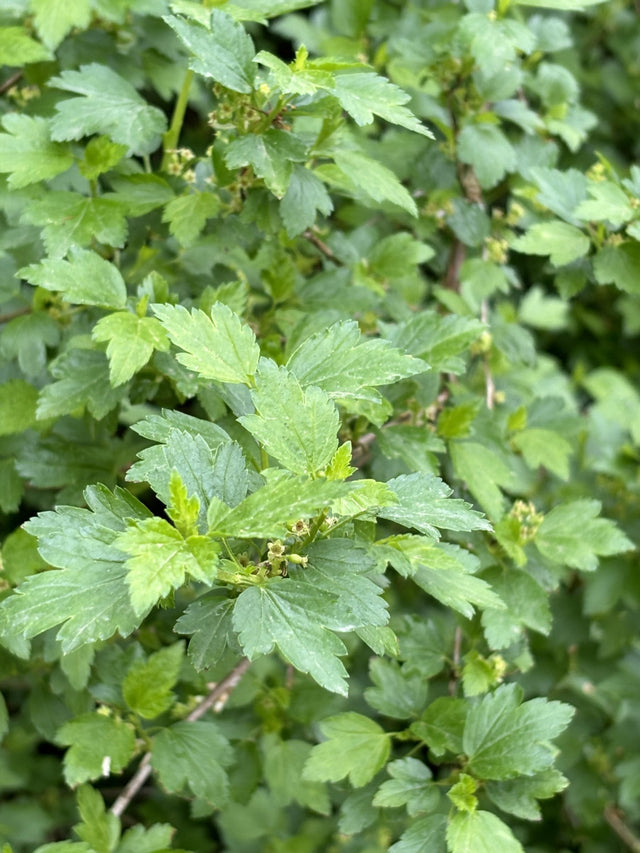 Ribes aureum mit Sommerbelaubung, erhältlich von 40-70 bis 150-200 cm ;;ab 2,64 Euro