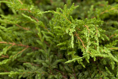 Juniperus com. 'Repanda' , erhältlich von 15-20 bis 50-60 cm ;;ab 10,70 Euro