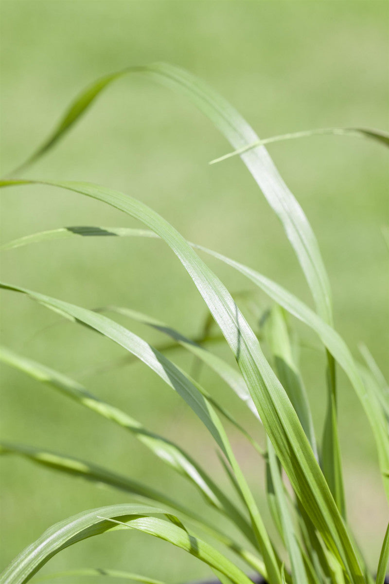 Pennisetum alopecuroides var. viridescens (Garten-Federborstengras)