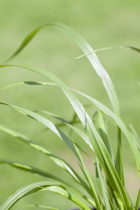 Pennisetum alopecuroides var. viridescens ;;ab 5,15 Euro