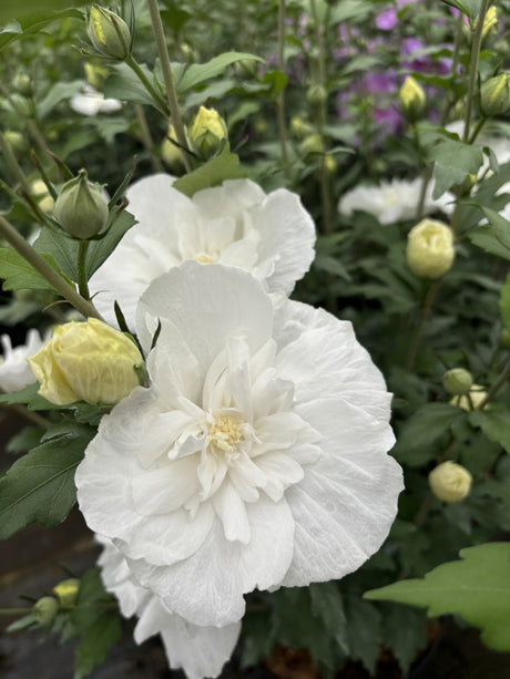 Hibiscus syriacus 'White Chiffon' mit Blüte, erhältlich von 40-60 bis 200-250 cm ;;ab 24,60 Euro