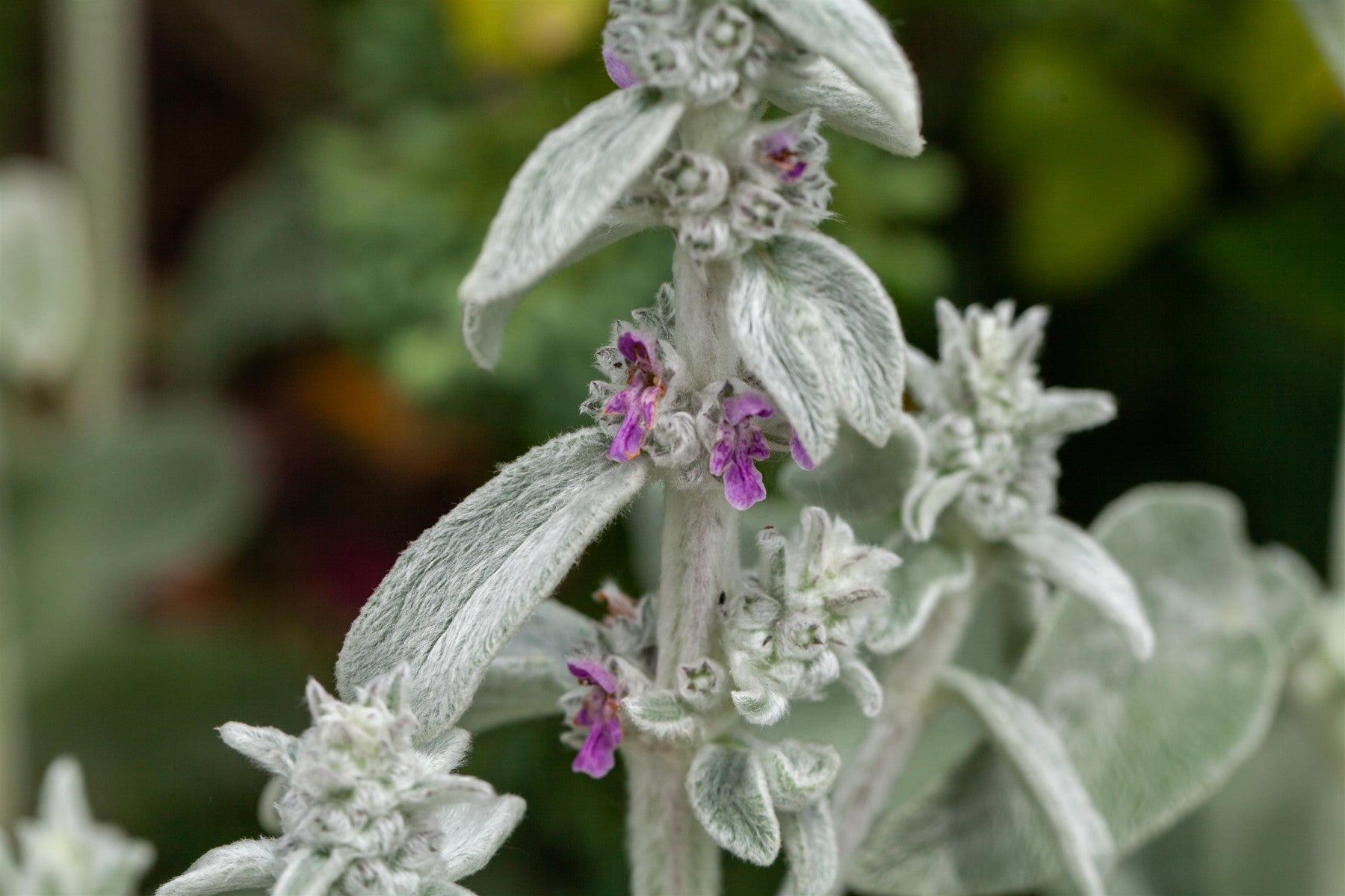 Stachys byzantina (Byzantinischer Woll-Ziest)