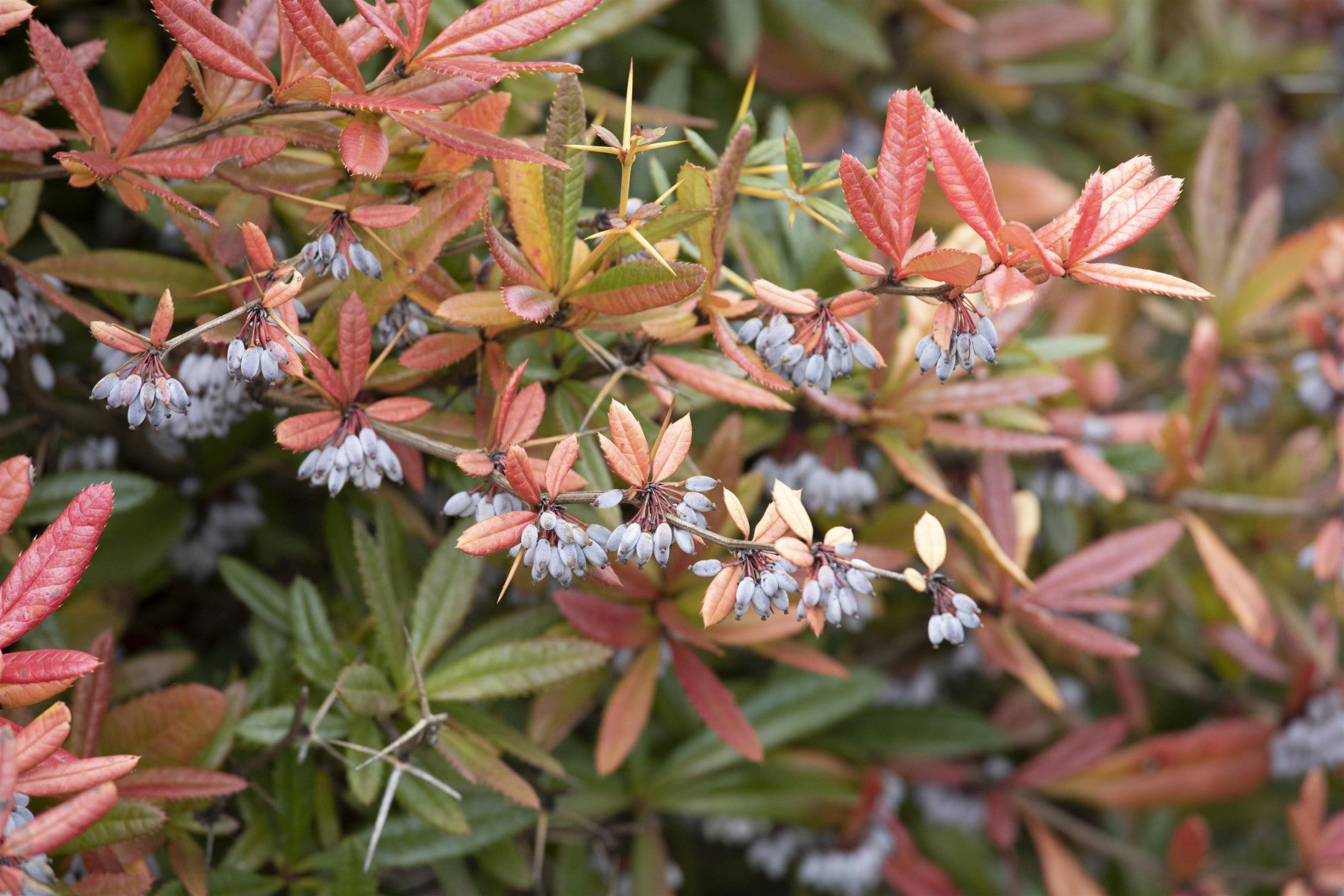 Berberis gagnepainii 'Klugowski' (Immergr. Lanzenberberitze 'Klugowski')