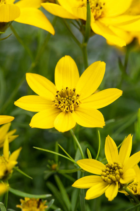 Coreopsis verticillata 'Grandiflora' mit Blüte ;;ab 3,85 Euro