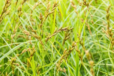 Carex sylvatica ;;ab 3,80 Euro