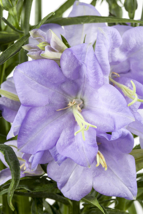 Campanula persicif. 'Grandiflora Coerulea' mit Blüte ;;ab 3,20 Euro