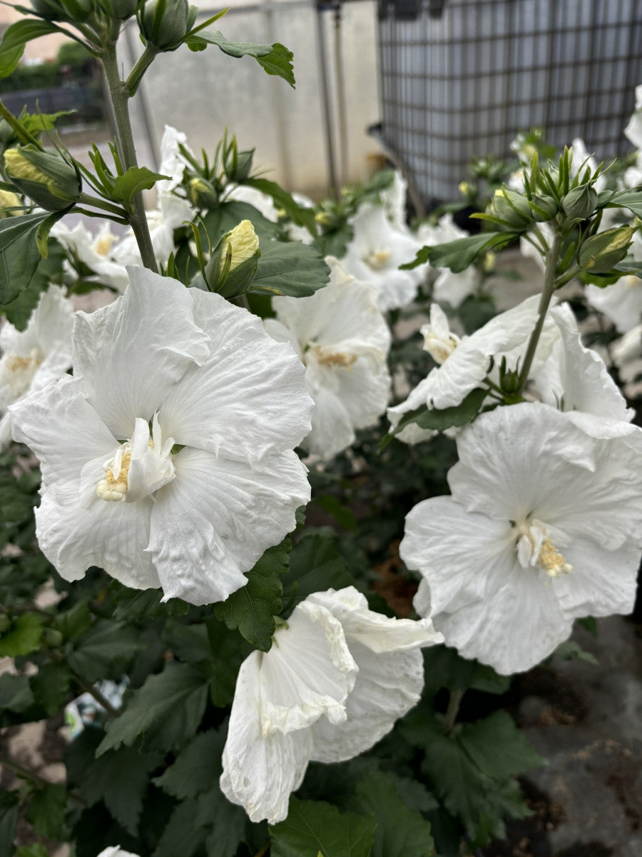 Hibiscus syriacus 'Totus Albus' mit Blüte, erhältlich von 40-60 bis 80-100 cm ;;ab 24,60 Euro