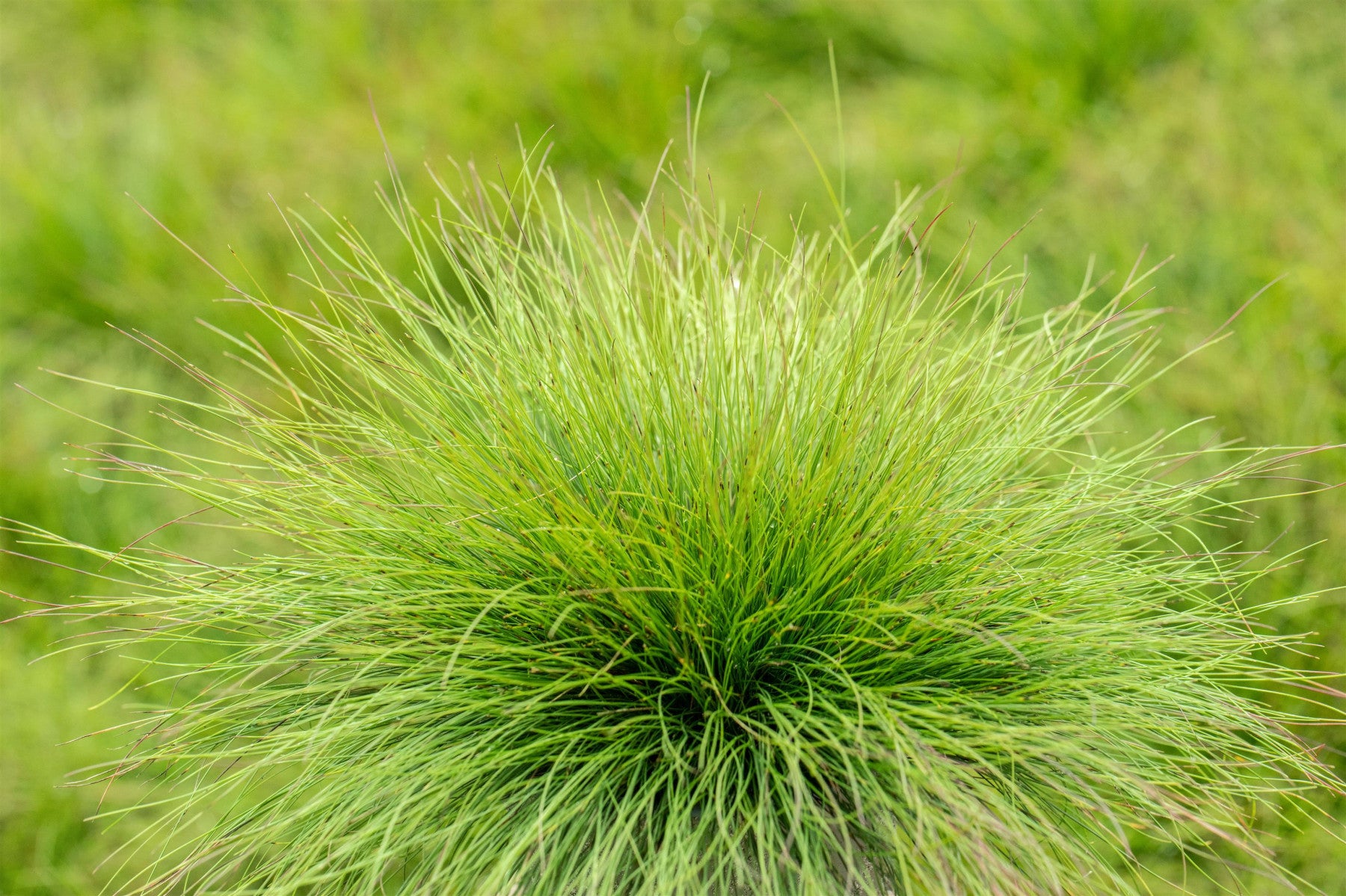 Festuca amethystina (Amethyst-Schwingel)