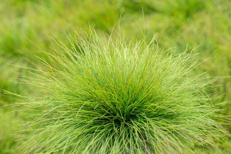 Festuca amethystina ;;ab 3,45 Euro