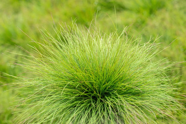 Festuca amethystina ;;ab 3,45 Euro