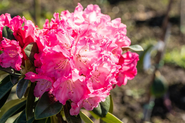 Rhododendron yak. 'Morgenrot' mit Blüte, erhältlich von 30-40 bis 70-80 cm ;;ab 41,60 Euro