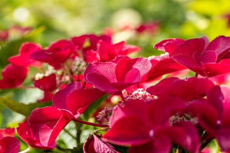 Hydrangea macrophylla 'Teller Red' mit Blüte, erhältlich von 40-60 bis 60-80 cm ;;ab 58,00 Euro