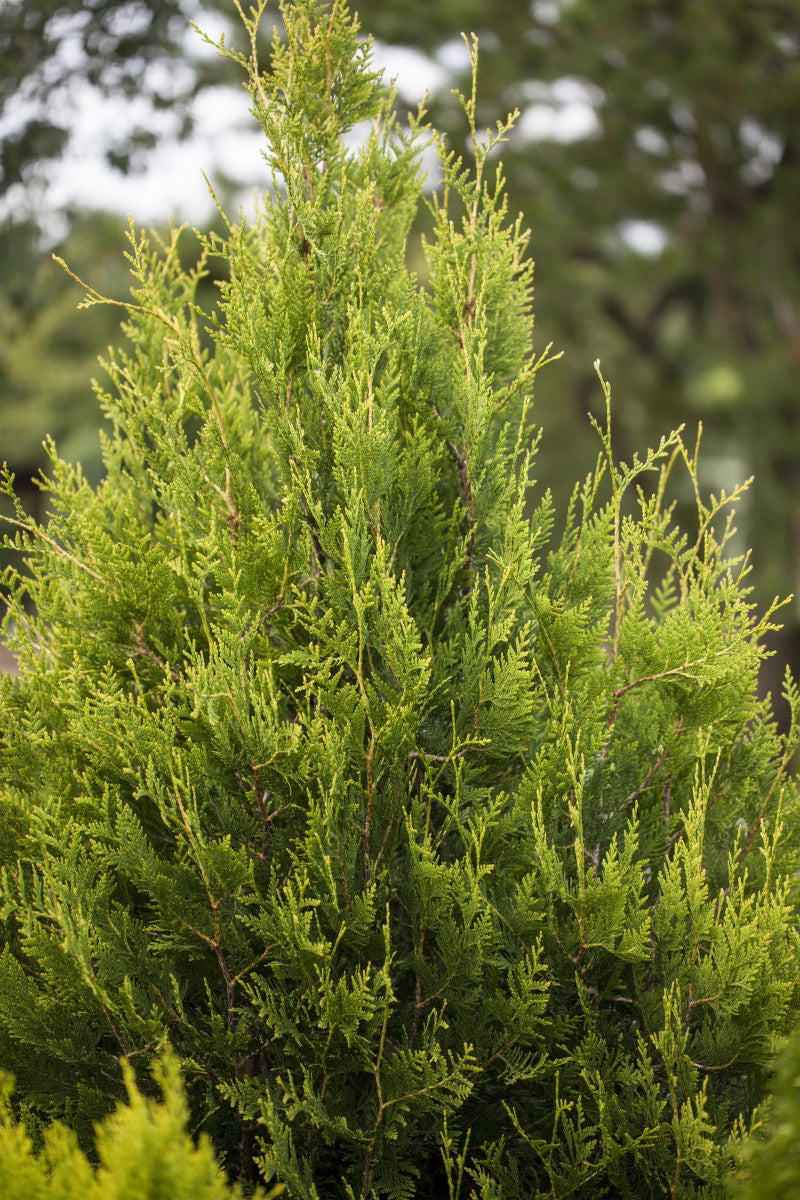 Thuja plicata mit Belaubung, erhältlich von 20-35 bis 30-60 cm ;;ab 0,88 Euro