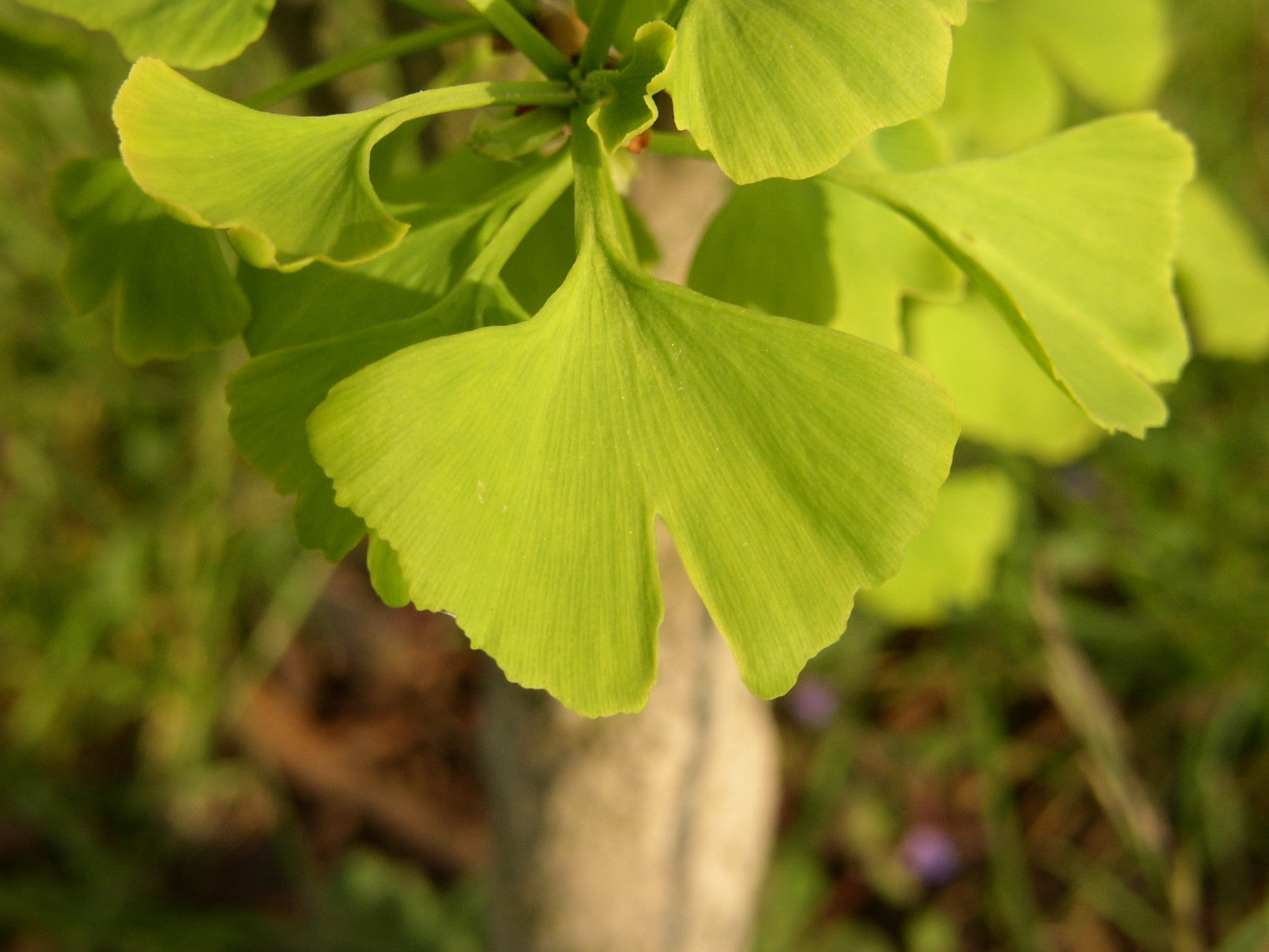 Ginkgo biloba (Fächerblattbaum)