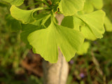 Ginkgo biloba mit Sommerbelaubung, erhältlich von 40-60 bis 450-650 cm ;;ab 21,00 Euro