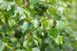 Weiß-Birke mit Sommerbelaubung ; Einsatz: Zierbaum ; Pluspunkt: sehr frosthart;;mit zeitnaher Lieferung