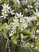 Amelanchier lamarckii mit Blüte, erhältlich von 40-60 bis 450-650 cm ;;ab 4,75 Euro