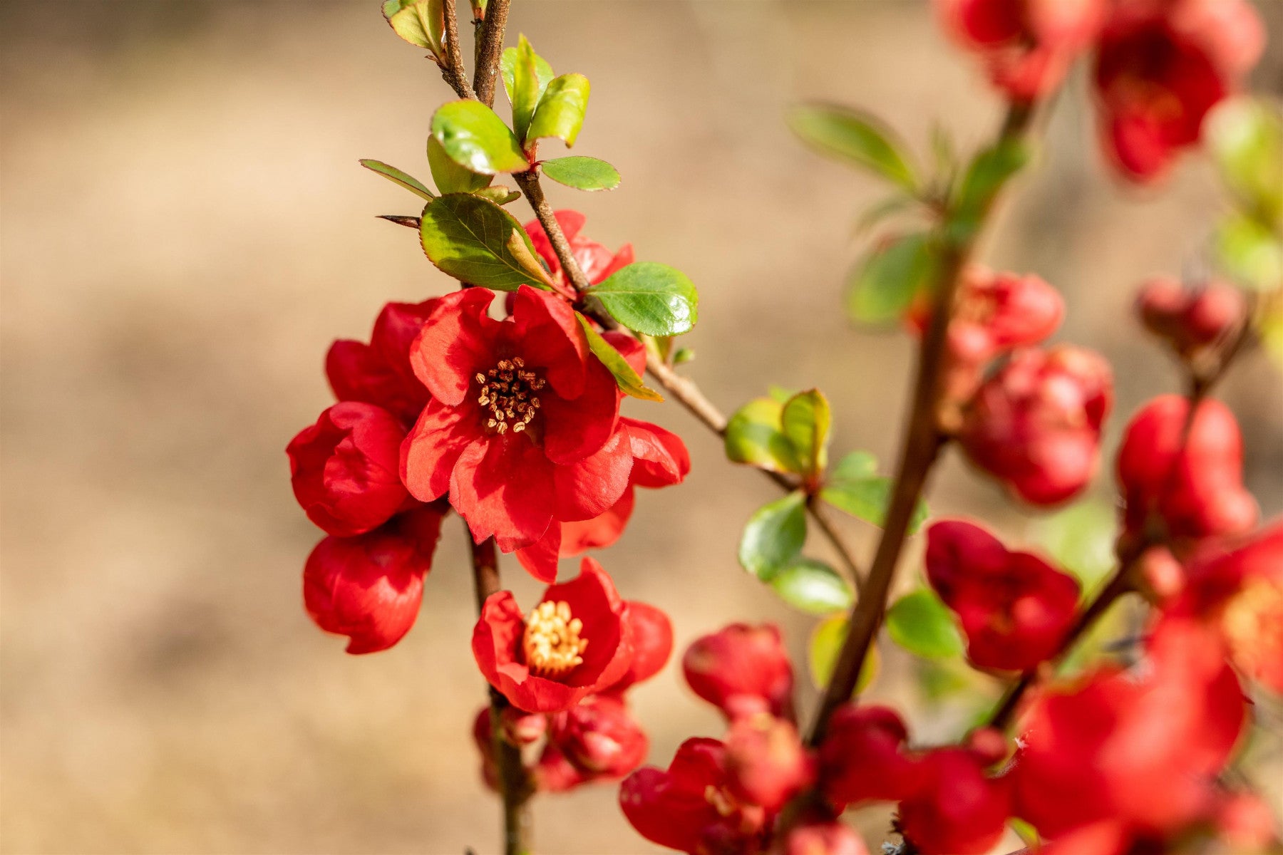 Chaenomeles 'Nicoline' (Zierquitte 'Nicoline')