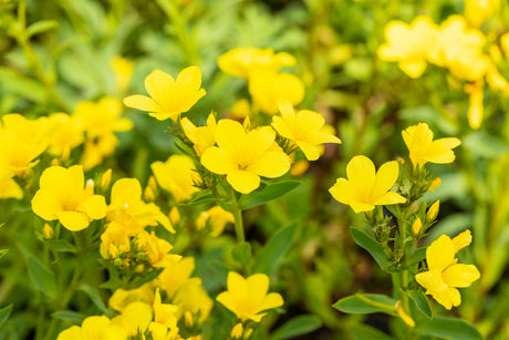 Linum flavum 'Compactum', gen. mit Blüte ;;ab 4,80 Euro