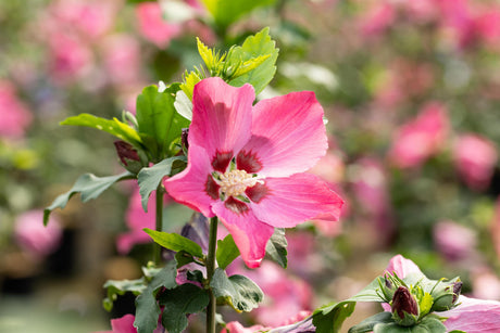 Hibiscus syriacus 'Pink Flirt' mit Blüte, erhältlich von 40-60 bis 80-100 cm ;;ab 24,60 Euro