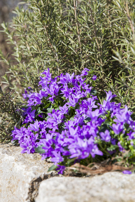 Campanula portenschlagiana mit Blüte ;;ab 3,45 Euro