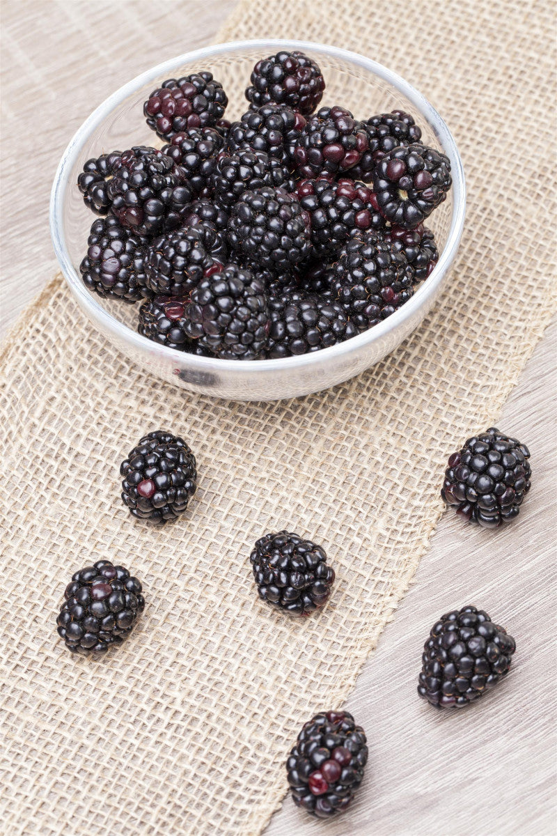 Rubus frut. 'Ashton Cross' (Brombeere 'Ashton Cross')